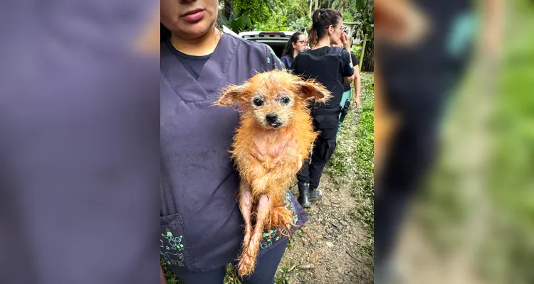 Polícia resgata mais de 130 cães vítimas de maus-tratos e prende mulher no PR