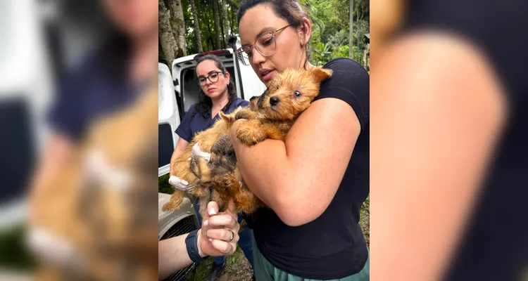 Polícia resgata mais de 130 cães vítimas de maus-tratos e prende mulher no PR