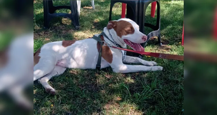 Animal atende pelos nomes de "Cleitinho" e "Tito".