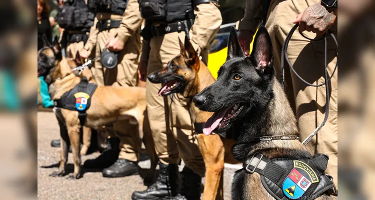 Departamento de Estradas de Rodagem entrega 36 viaturas e 5 cães ao Batalhão de Polícia Rodoviária Estadual |