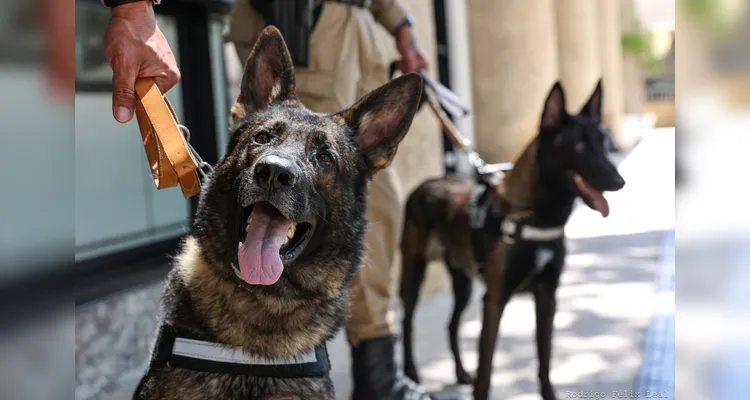 Departamento de Estradas de Rodagem entrega 36 viaturas e 5 cães ao Batalhão de Polícia Rodoviária Estadual |