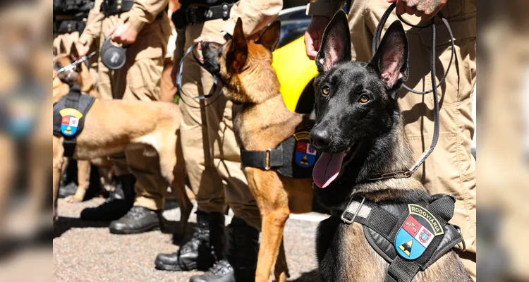 Departamento de Estradas de Rodagem entrega 36 viaturas e 5 cães ao Batalhão de Polícia Rodoviária Estadual |