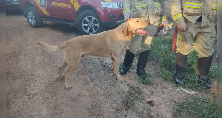 O Corpo de Bombeiros e da Guarda Civil Municipal (GCM) de Ponta Grossa intensificaram as buscas por Jackson Luiz de Lima, de 19 anos.