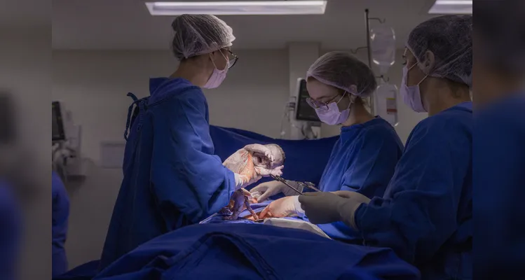 Além do HU, estão contabilizadas as cirurgias realizadas no Hospital Universitário Materno-Infantil (Humai).