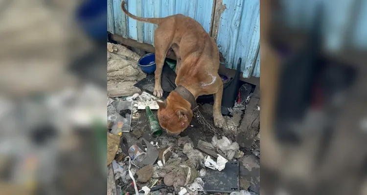 Tutor é preso após manter seis Pitbulls acorrentados no PR