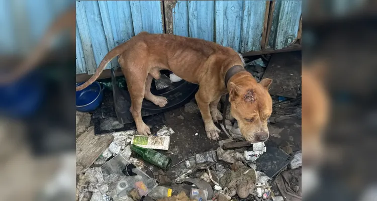 Tutor é preso após manter seis Pitbulls acorrentados no PR