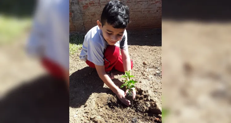 Alunos de Imbaú registram o Dia da Árvore em fotos e vídeos