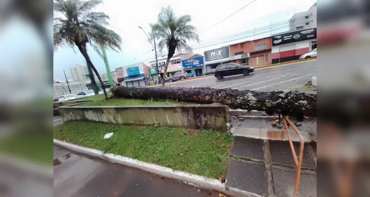 Queda de Araucária também foi registrada na 'Praça dos Bichos', em Ponta Grossa.