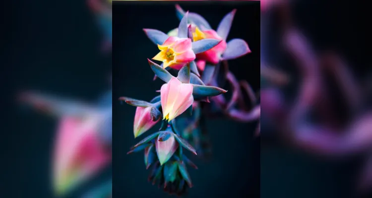 "Um prenúncio de Primavera"