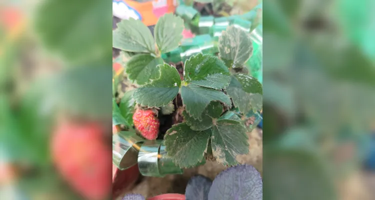 Turma de Palmeira aprende mais sobre sustentabilidade e '5Rs'