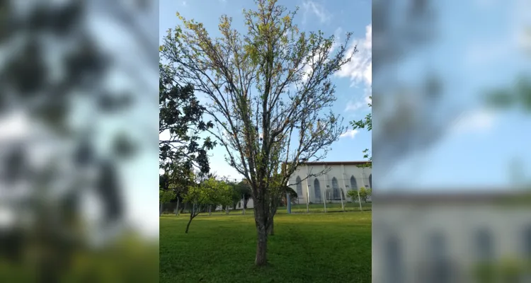 Árvores são base de estudo e registros em turmas de Palmeira