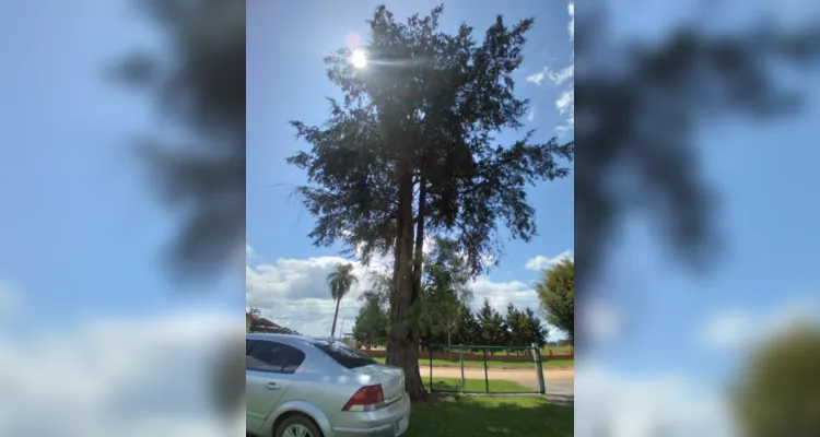 Árvores são base de estudo e registros em turmas de Palmeira