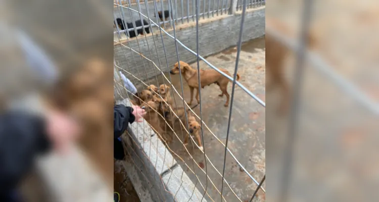 Visita à ONG em Ipiranga tem ação de cuidados aos animais