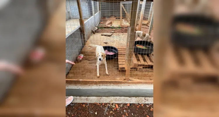 Visita à ONG em Ipiranga tem ação de cuidados aos animais