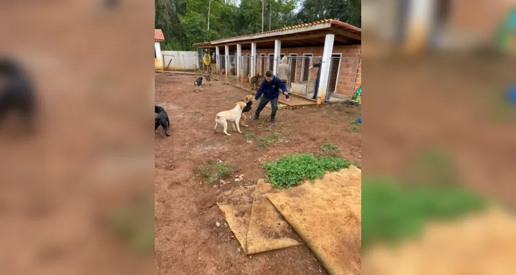 Visita à ONG em Ipiranga tem ação de cuidados aos animais