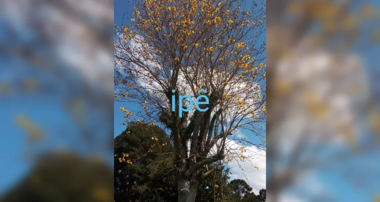 Fotos registram e valorizam as árvores em ação de Irati
