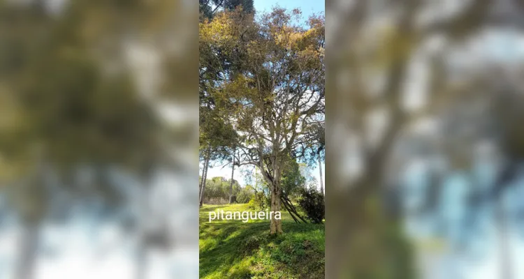 Fotos registram e valorizam as árvores em ação de Irati