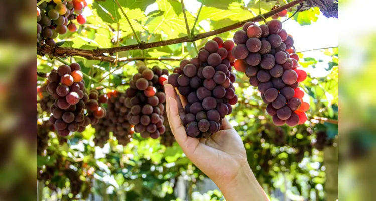 A Prefeitura de Irati, através da Secretaria Municipal de Agricultura, Abastecimento e Segurança Alimentar, trabalha para ampliar a produção de uvas no município