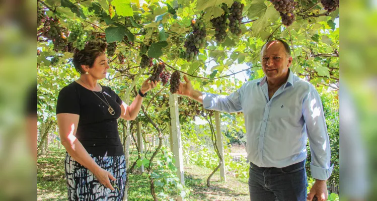 A Prefeitura de Irati, através da Secretaria Municipal de Agricultura, Abastecimento e Segurança Alimentar, trabalha para ampliar a produção de uvas no município