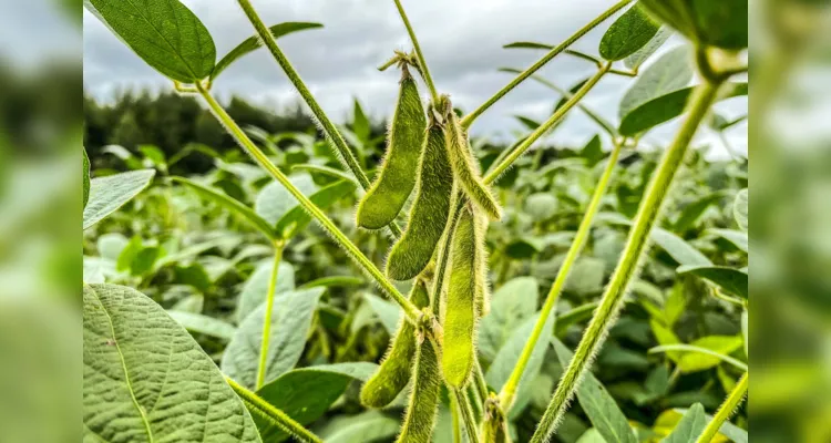 As máquinas devem tirar do campo mais de 21 milhões de toneladas de soja