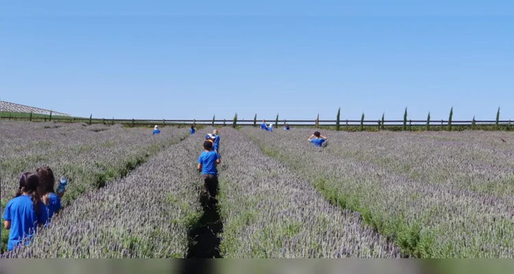 Escola Municipal usa a lavanda para conscientizar alunos