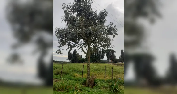 Turma assistiu videoaula, pesquisou conceitos, realizou produções e registrou em fotos o tema