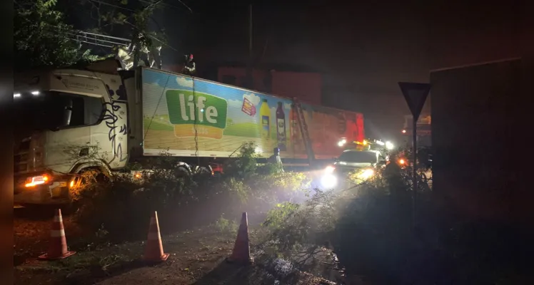 Bombeiros trabalharam na poda da árvore após o acidente