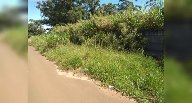 Além de estar alto, mato chega a invadir parte da via