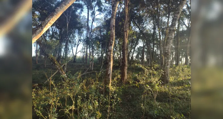 Estudantes fizeram registros da Mata Atlântica do lugar de onde vivem