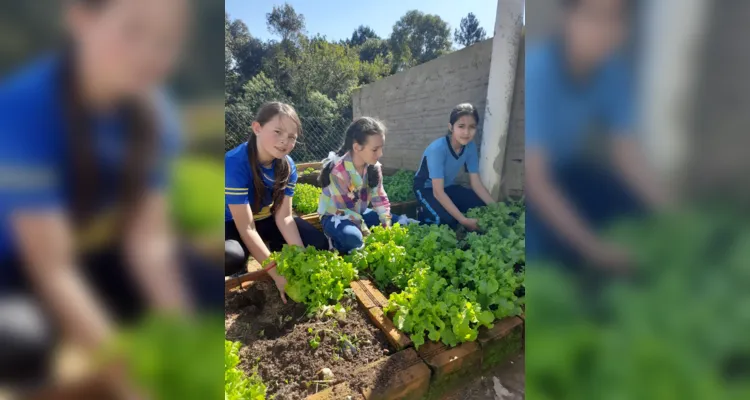 Os alunos realizam o plantio e venda dos alimentos, trabalhando conceitos de sustentabilidade e educação financeira