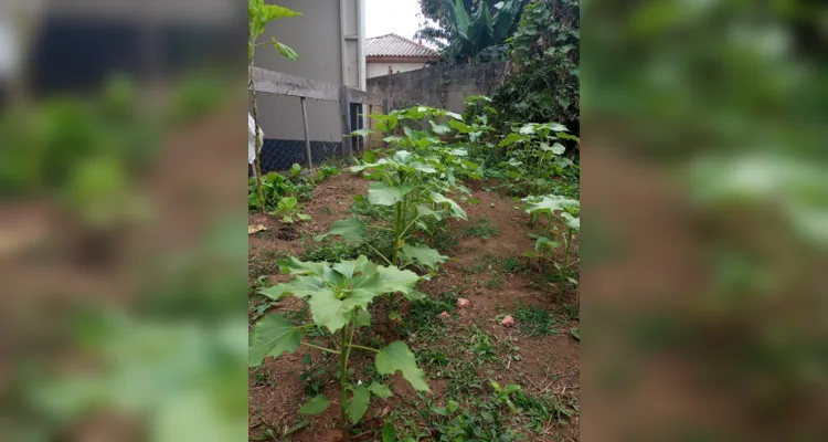 Alunos participaram e protagonizaram todas as etapas: do preparo do solo até a entrega das flores