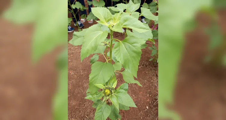 Alunos participaram e protagonizaram todas as etapas: do preparo do solo até a entrega das flores