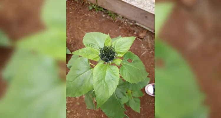 Alunos participaram e protagonizaram todas as etapas: do preparo do solo até a entrega das flores