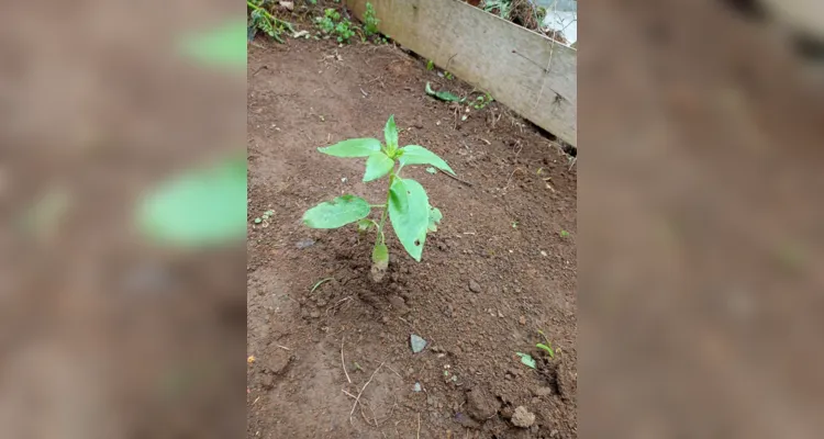 Alunos participaram e protagonizaram todas as etapas: do preparo do solo até a entrega das flores