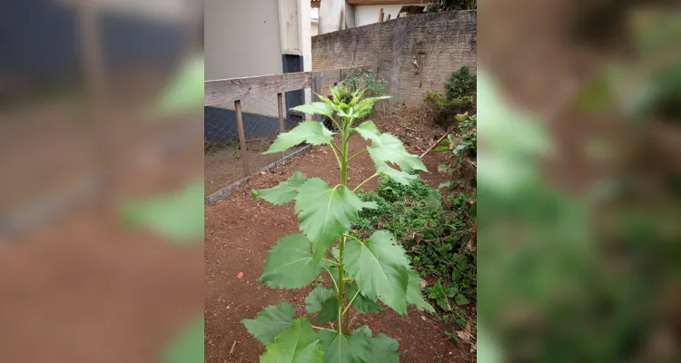 Alunos participaram e protagonizaram todas as etapas: do preparo do solo até a entrega das flores