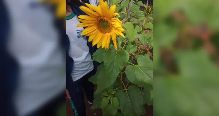 Alunos participaram e protagonizaram todas as etapas: do preparo do solo até a entrega das flores