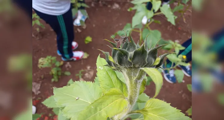 Alunos participaram e protagonizaram todas as etapas: do preparo do solo até a entrega das flores