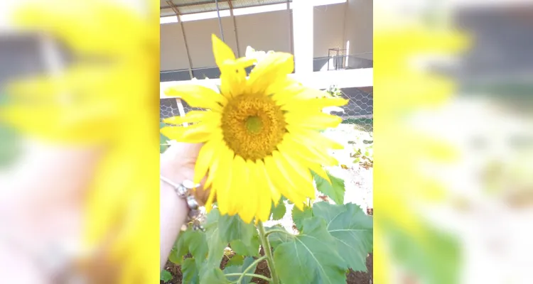 Alunos participaram e protagonizaram todas as etapas: do preparo do solo até a entrega das flores