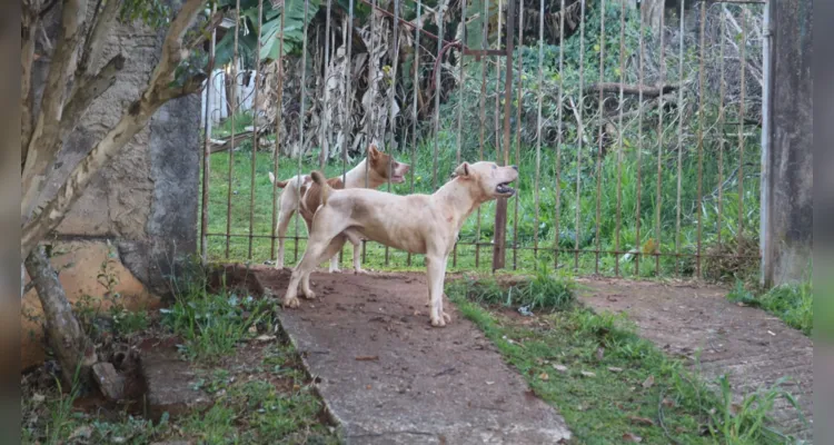 Cachorros eram da raça pitbull