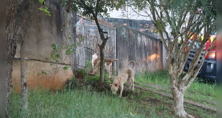 Muro é baixo e animais podem superá-lo novamente