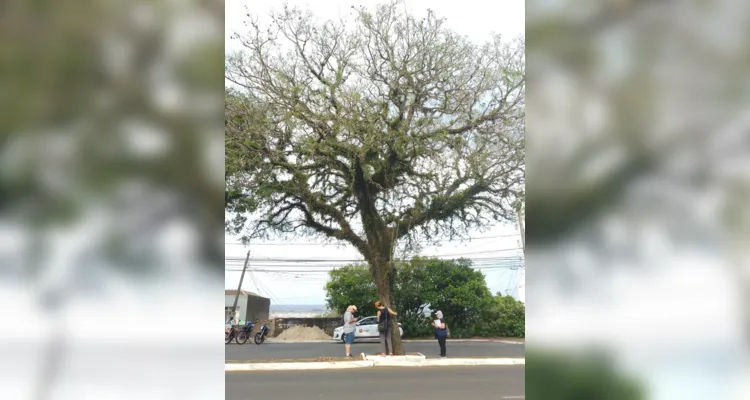 UEPG e Secretaria de Meio Ambiente catalogam as árvores de PG 