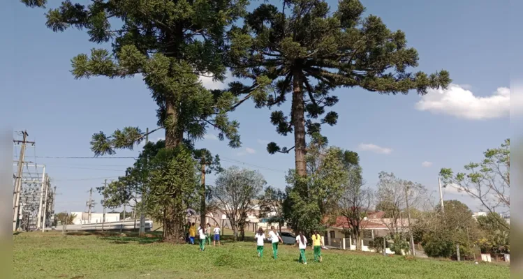 Os alunos realizaram pesquisas sobre as características da árvore e conheceram a lenda de origem da espécie