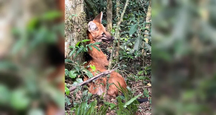 Animal foi resgatado, passou por uma consulta, e liberado na natureza