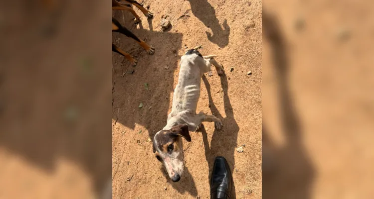 Animais eram mantidos em condições insalubres