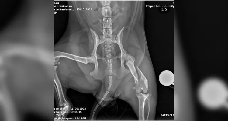 A cirurgia tem um custo total de R$ 9 mil e a família precisaria de uma ajuda de custo para viabilizar a operação