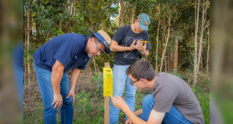 UEPG alerta produtores sobre nova cigarrinha descoberta