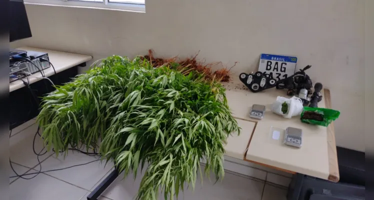 Polícia descobre plantação de maconha na Nova Rússia