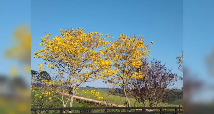 Registros e desenhos mostram ampla imersão dentro da temática e beleza do foco central