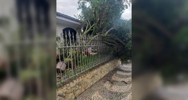 Vento arrancou árvores em Ponta Grossa 