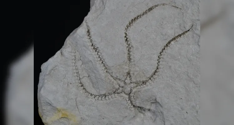 Pesquisa da UFPR descobre fóssil de 400 milhões de anos em PG